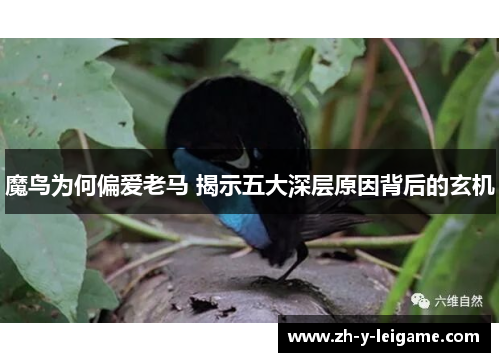 魔鸟为何偏爱老马 揭示五大深层原因背后的玄机